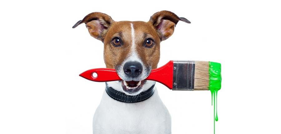 The Ultimate Guide to Choosing Pet Friendly Paint